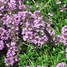 Основное изображение товара