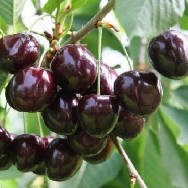 Вишня Владимирская (средняя)