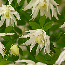 Основное изображение товара