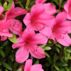 Азалия японская (Azalea japonica) 'Rubinstern' С5 ПЧ/24