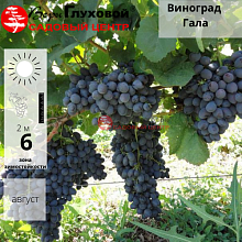 Основное изображение товара