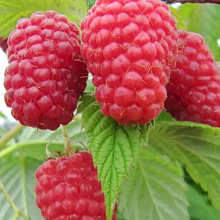 Рисунок 131.jpg