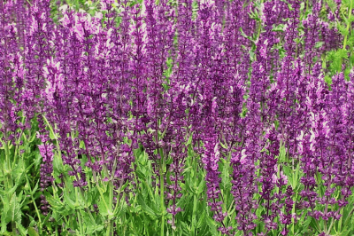 Шалфей дубравный Шалфей дубравный