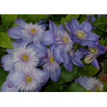 клематис Blue Light клематис Blue Light